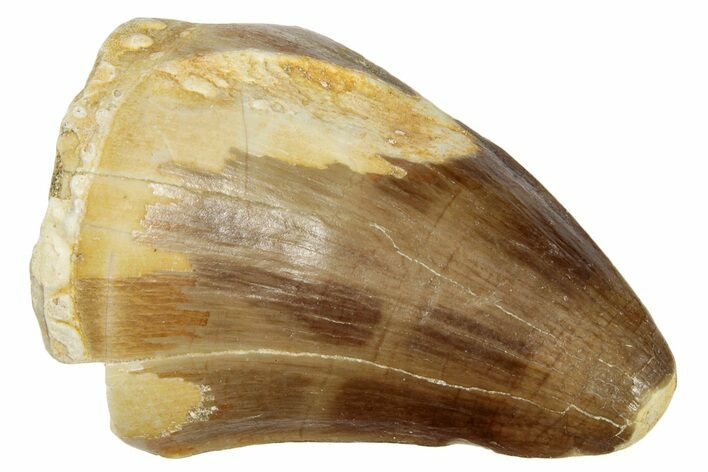 Fossil Mosasaur (Prognathodon) Tooth - Morocco #249791